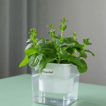 Transparent Self-Watering Resin Planter