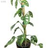Adjustable Coconut Coir Plant Stake