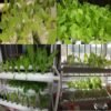 Hydroponic Plastic Fixing Basket